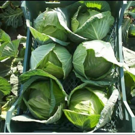 ارائه کننده کلم سفید