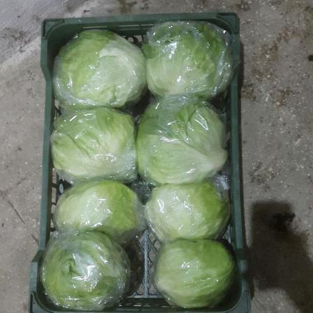 کلم برگ