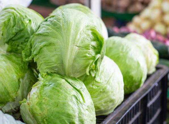 مرکز توزیع کلم سفید معمولی