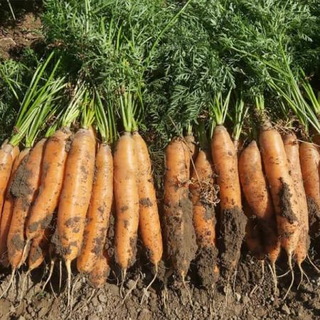چه هویجی برای آبگیری مناسب است؟