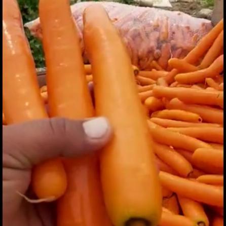 چه هویجی برای صادرات مناسب است؟