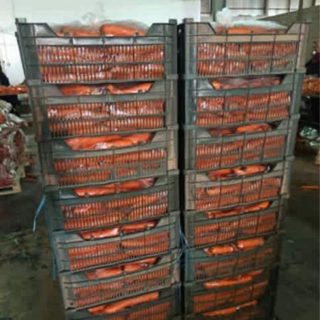 عرضه کنندگان انواع هویج عمده خوزستان