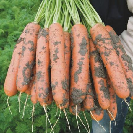هویج برای حفاظت از آسیب ناخن ها