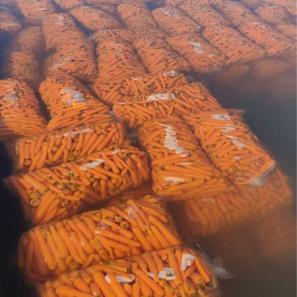 خرید هویج نارنجی به قیمت روز
