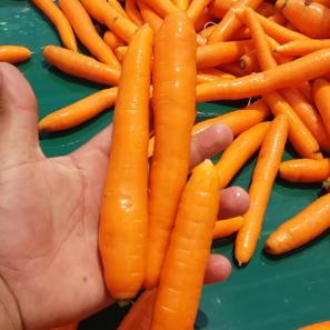 فروش هویج نارنجی در ایران