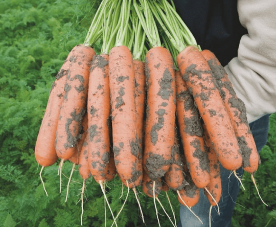 عرضه کننده انواع هویج عمده خوزستان صادراتی
