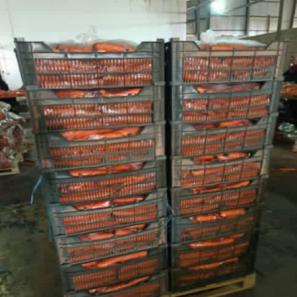 فروش هویج مرغوب بسته بندی شده از شرکت آریانا