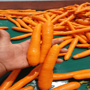 تولید کننده معتبر هویج مرغوب