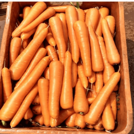 بررسی فصل مناسب برای کاشت هویچ نارنجی ایرانی