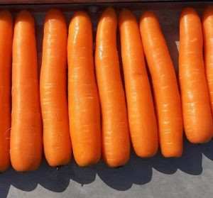 نکته مهم در رنگ هویج: