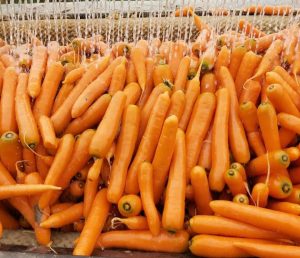 بازار فروش هویج شیرین صادراتی