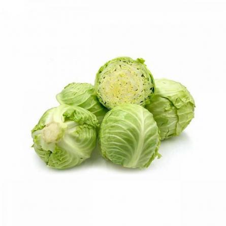 مرکز عرضه کلم سفید ارگانیک