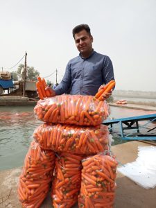 قیمت فروش هویج مرغوب ایرانی با توجه به موارد مختلفی تعیین می شود!