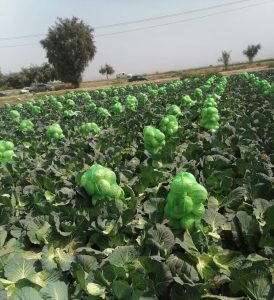 عمده کلم شرکت آریانا