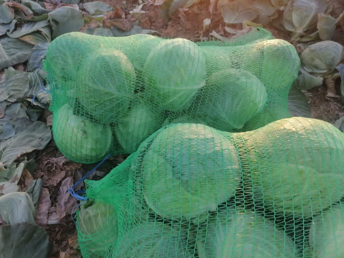 عمده کلم برگ سفید مرغوب صادراتی